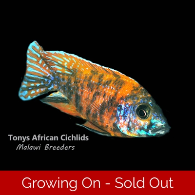 Aulonocara orange OB Sunset * Line Bred *- COLOURED SEXED PAIR 12cm female smaller